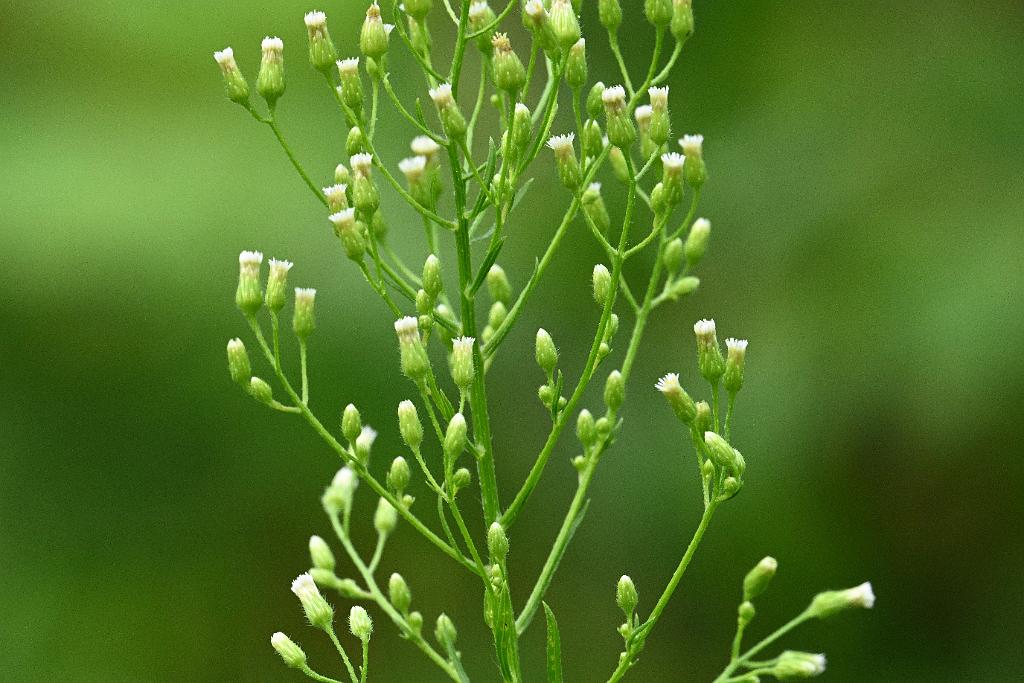 2025-08049919 Broad Meadow Brook, MA.JPG - Horseweed (Erigeron canadensis). Broad Meadow Brook Wildlife Sanctuary, MA, 8-4-2025